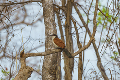 Centropus senegalensis