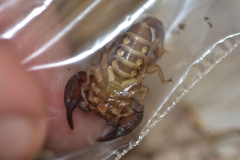 Euscorpius
