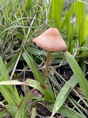 Psilocybe mexicana