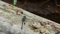 Arigomphus villosipes