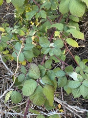 Rubus fruticosus