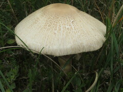 Agaricus devoniensis
