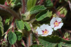 Potentilla micrantha