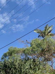 Eudynamys orientalis