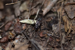 Eremocoris fenestratus