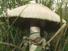 Agaricus devoniensis