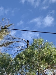 Eudynamys orientalis