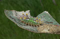 Doratifera oxleyi