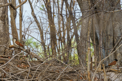 Centropus senegalensis