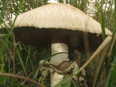 Agaricus devoniensis