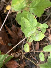 Symphoricarpos mollis