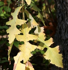 Lactuca floridana