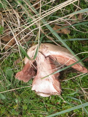 Agaricus devoniensis