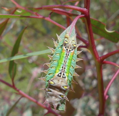 Doratifera oxleyi
