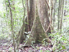 Sloanea synandra