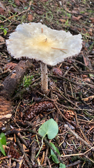 Stropharia ambigua