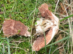 Agaricus devoniensis