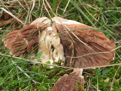 Agaricus devoniensis