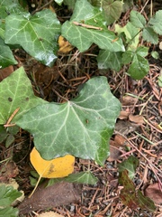 Hedera helix