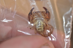 Euscorpius