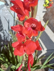 Gladiolus × hortulanus