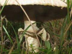 Agaricus devoniensis
