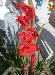 Gladiolus × hortulanus