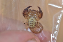 Euscorpius