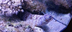 Enchelycore pardalis