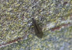 Trichoceridae