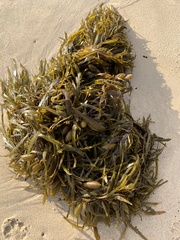 Phyllospora comosa