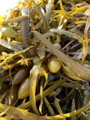 Phyllospora comosa