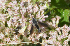 Lepidophora lepidocera