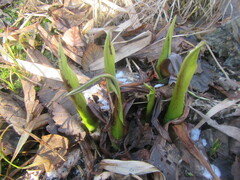 Symplocarpus foetidus
