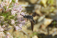 Lepidophora lepidocera