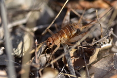 Gryllomorpha dalmatina