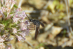 Lepidophora lepidocera