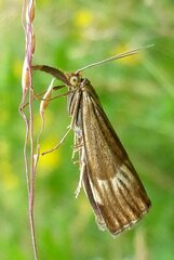 Chrysocrambus linetella