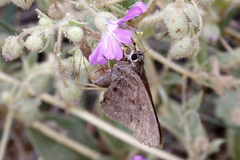 Eudaminae