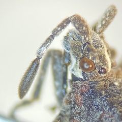 Merocoris curtatus