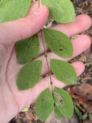 Symphoricarpos mollis