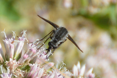 Lepidophora lepidocera