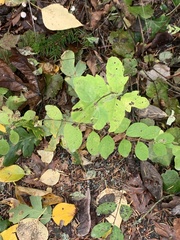 Symphoricarpos mollis