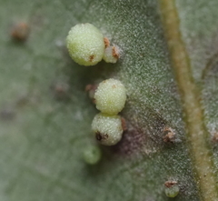 Neuroterus saltatorius texanus