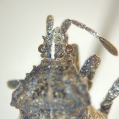 Merocoris curtatus