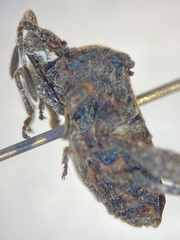Merocoris curtatus