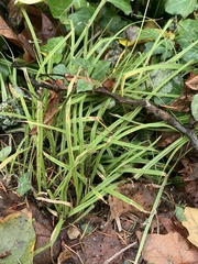 Carex hendersonii