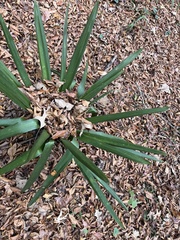 Yucca gloriosa