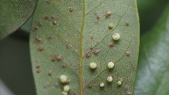 Neuroterus saltatorius texanus