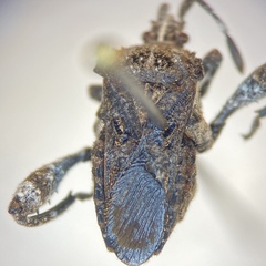 Merocoris curtatus